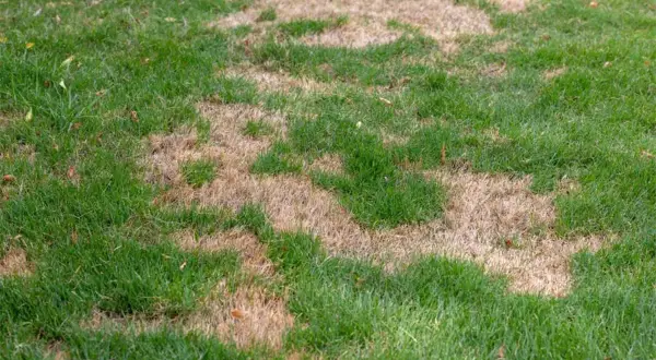 Manchas de césped quemado salpican el verde vibrante, indicando sequía o daño.