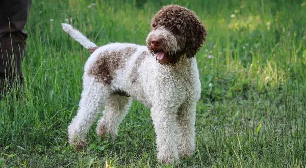 Un perro lagotto romagnolo, con su característico pelo rizado blanco y marrón, descansa en la hierba.