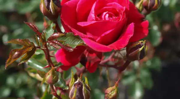 En djupröd ros, 'Ros New Dawn', blommar bland knoppar och gröna blad.