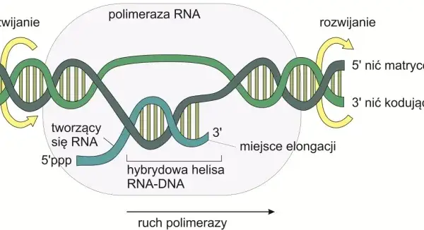 Co to jest transkrypcja w biologii i dlaczego jest tak ważna?