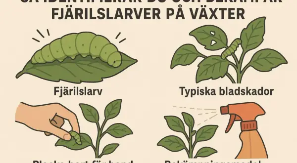 Bilden visar hur man identifierar och bekämpar fjärilslarver inomhus. En stor grön larv på ett blad, bladskador, bortplockning för hand och bekämpningsmedel.