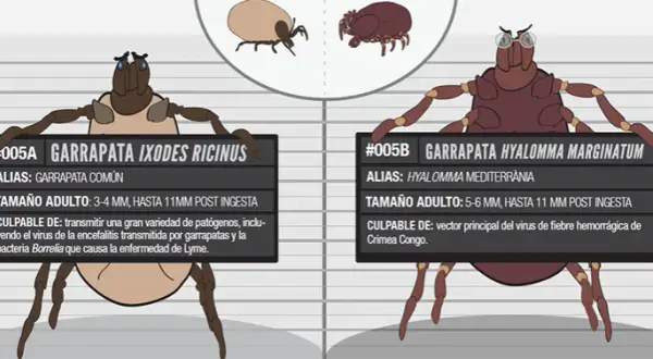 Todo lo que necesitas saber sobre la garrapata de mar y sus riesgos