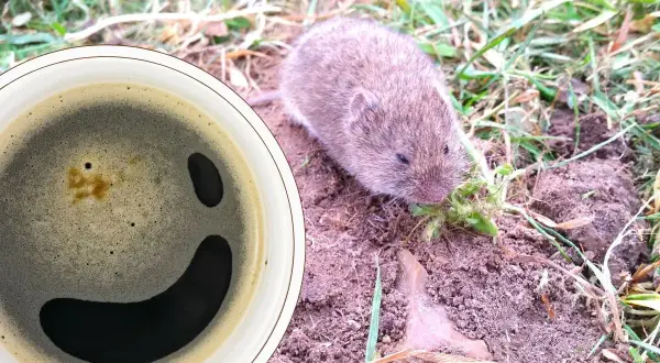 Kawa na nornice. Mała nornica chrupie trawkę obok filiżanki z kawą, która wygląda jak uśmiechnięta buźka.
