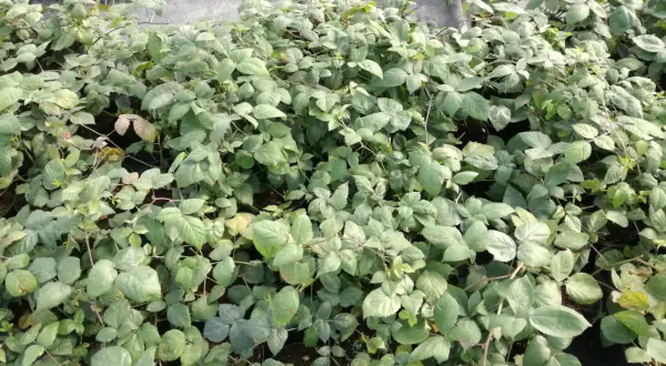 Gęsto posadzone sadzonki jeżyny bezkolcowej Black Satin w doniczkach. Liście są zielone, niektóre lekko przebarwione.