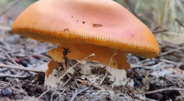 Un hongo de color naranja vibrante, como un huevo de rey, emerge de la tierra, rodeado de agujas de pino y hojarasca.