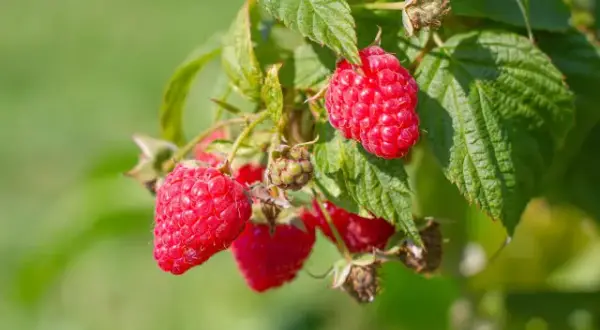 Jak uprawiać maliny w ogrodzie - proste sposoby na zdrowe owoce