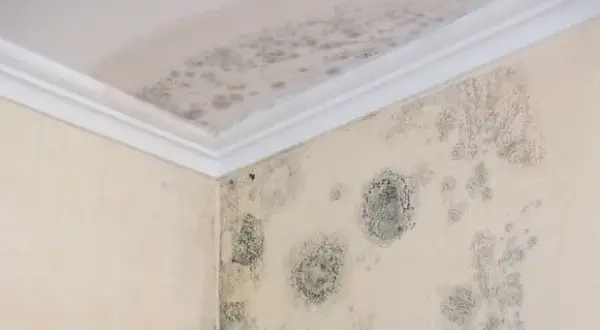 Badezimmer Tapete: So vermeiden Sie Schimmel und Schäden beim Anbringen