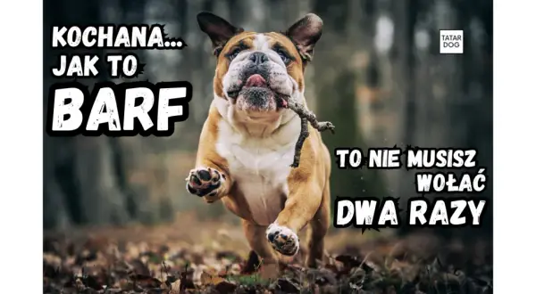 Buldog biegnie z patykiem w pysku, z tekstem "KOCHANA... JAK TO BARF TO NIE MUSISZ WOŁAĆ DWA RAZY".