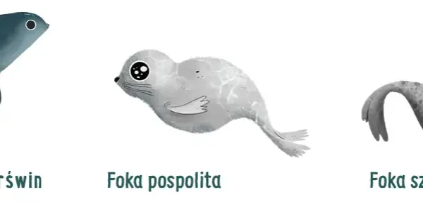 Co naprawdę żyje w Bałtyku? Ssaki, ryby, meduzy i ich sekrety