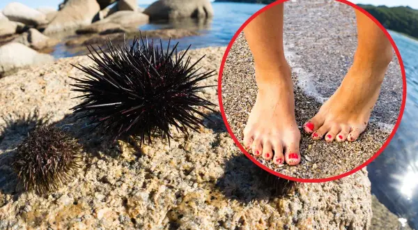 Chorwackie Morze: Jakie jest? Czystość, plaże, jeżowce i bezpieczeństwo