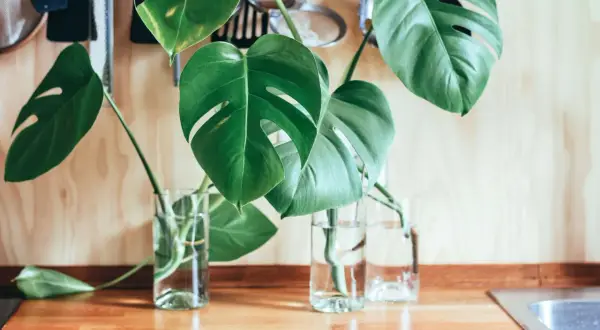 Monstera w szklanych wazonach z wodą, gotowa do ukorzenienia. Proste sposoby na monstera pielęgnacja.