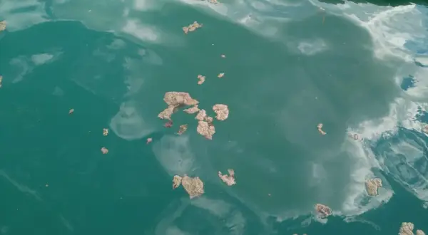 Des amas d'algues lac flottent à la surface de l'eau, reflétant le ciel nuageux.