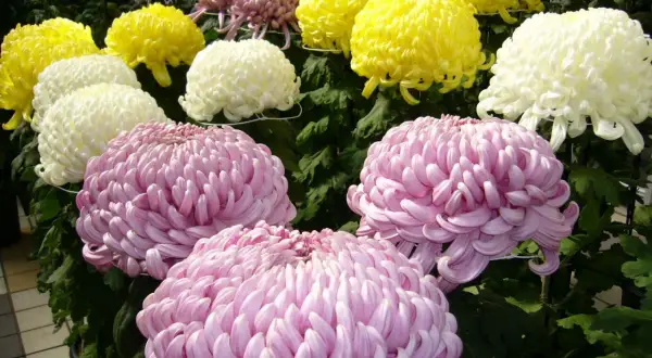 Fiori di crisantemi rosa, gialli e bianchi in piena fioritura, un'esplosione di colori che celebra la coltivazione crisantemi.