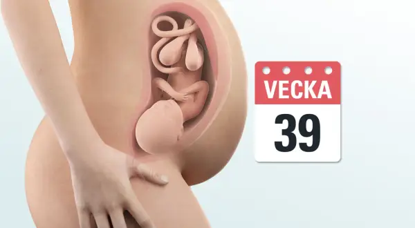 Gravid vecka 39. En bebis ligger i livmodern, redo att födas.