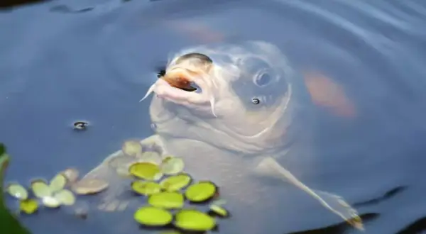 Karp wynurza pysk z wody, pokazując wąsy. Widać, że ten karp spełnia wymiar ochronny.