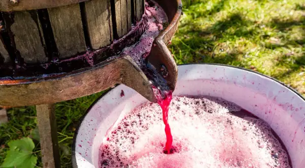 Traubenmost fließt aus einer alten Presse in eine Schüssel. So wird Wein hergestellt, kurzfassung.