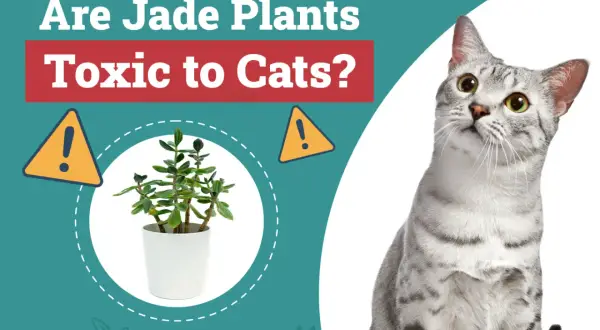 A curious cat looks up at a jade plant, prompting the question: are jade plants toxic to cats?