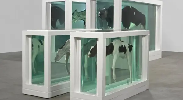 Four preserved calves, a mother and child divided, are displayed in glass tanks.