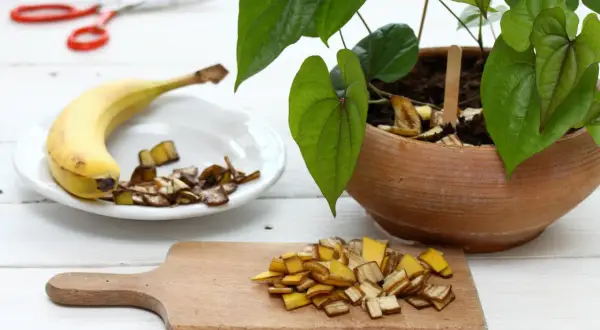 Pokrojone skórki banana na desce i talerzu, gotowe do użycia jako nawóz z banana dla rośliny w glinianej donicy.