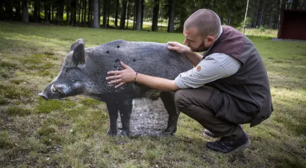 Man tränar på vildsvinsfigur inför jakttid vildsvin. Skottmarkeringar syns på figuren.