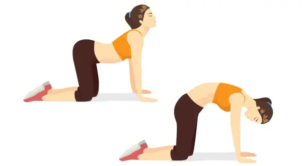 Deux poses de yoga pour un exercice lombaire : la posture du chat et la posture de la vache.