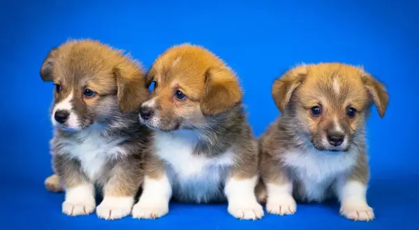 Trzy urocze szczenięta corgi siedzą obok siebie na niebieskim tle. Czy to pies czy suka? Trudno powiedzieć, ale wszystkie są słodkie!