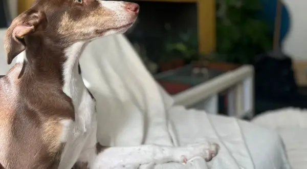 Un cachorro podenco de 3 meses, con pelaje marrón y blanco, descansa sobre una manta blanca, mirando atentamente hacia la distancia.