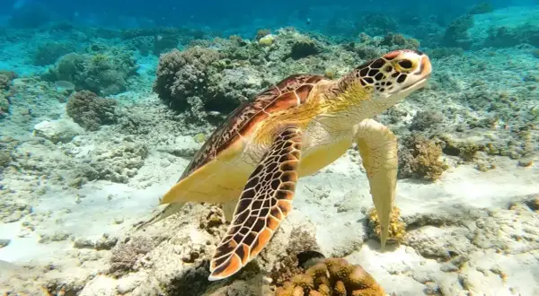 Żółw morski pływa wśród koralowców. Niezapomniane wrażenia z wycieczki do Marsa Alam.