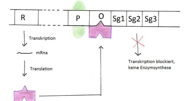 Schema zur Genregulation bei Prokaryoten: Ein aktiver Repressor bindet an den Operator (O) und blockiert die RNA-Polymerase am Promotor (P), was die Transkription der Gene (Sg1-Sg3) verhindert.