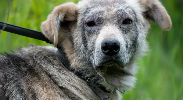 Hund mit Hautproblemen, möglicherweise durch Demodex Milben verursacht. Sein Fell ist struppig, die Haut gerötet und schuppig.