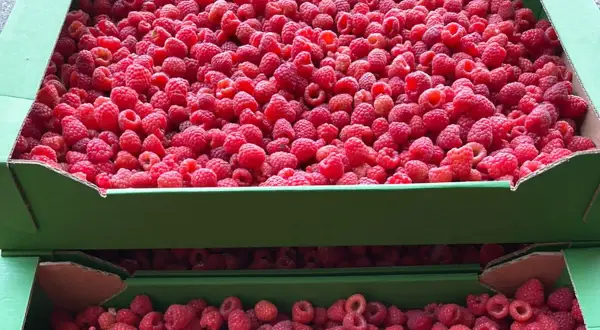 Ile kosztują maliny na skupie – poznaj aktualne ceny i trendy