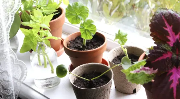Små plantor i krukor på en fönsterbräda, redo att odla blommor. En grön lime ligger bredvid en kruka.
