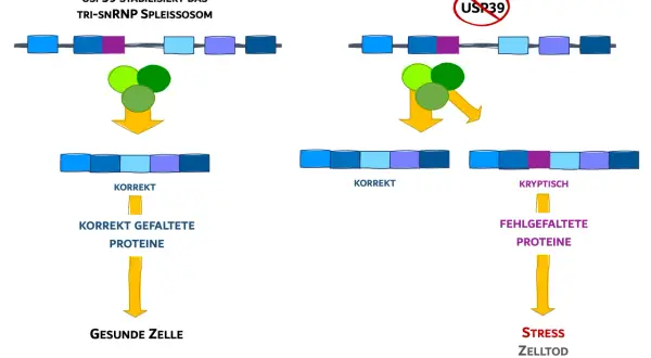 USP39 stabilisiert das Spleißosom für korrekte RNA-Prozessierung, was zu gesunden Zellen führt. Ohne USP39 entstehen kryptische Spleißstellen, fehlgefaltete Proteine und Zelltod.