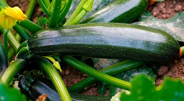 Mörka, glänsande squash diamant slingrar sig bland gröna blad och stjälkar. En gul blomma lyser upp bilden.