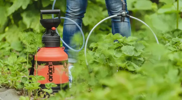 Pomarańczowy opryskiwacz w rękach osoby w dżinsach, w otoczeniu zielonych roślin.