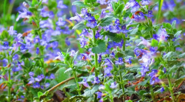 Ein Feld voller zarter, blauer Blüten der Gundermann Pflanze im Frühling.