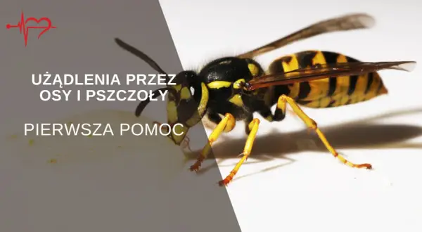 Zbliżenie na osę, która może spowodować użądlenie. Tekst informuje o pierwszej pomocy po użądleniu przez osy i pszczoły.