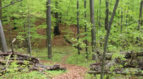 Rezerwat przyrody Góra Chełm – odkryj piękno natury w Polsce