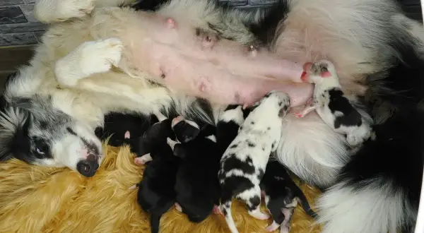 Ein Border Aussie Mix Welpen-Wurf trinkt bei seiner Mutter.