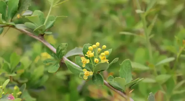 Ramo di berberis con piccoli fiori gialli. La berberina, estratta da questa pianta, è nota per i suoi benefici sul colesterolo.