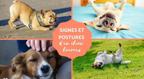Comment savoir si son chien est heureux : postures de jeu, roulades dans l'herbe, câlins et détente sur le dos.