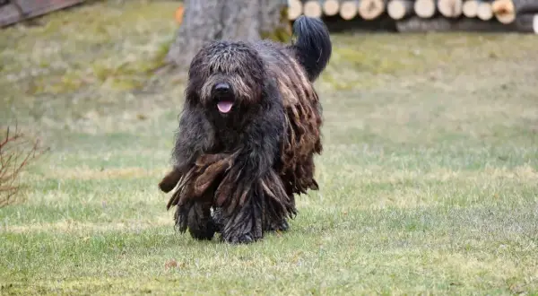 Owczarek bergamasco z charakterystyczną, dredowatą sierścią biegnie po trawie.