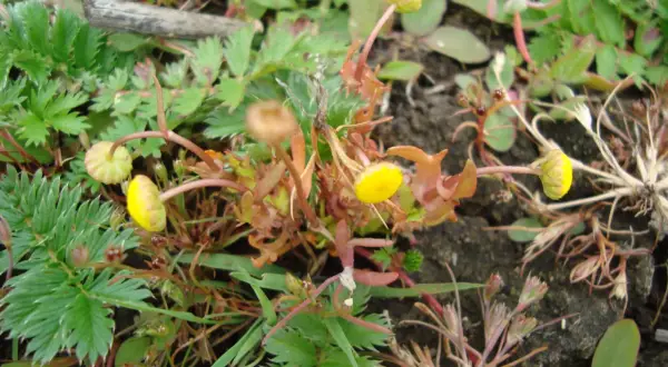 Petites fleurs jaunes et bourgeons sur des tiges fines, entourés de feuilles vertes dentelées, évoquant une **cotule pied-de-corbeau** dans un sol rocailleux.