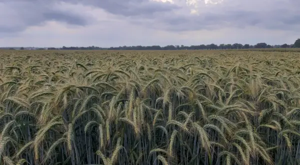 Pszenżyto Meloman: Jak plonować na słabych i zakwaszonych glebach?