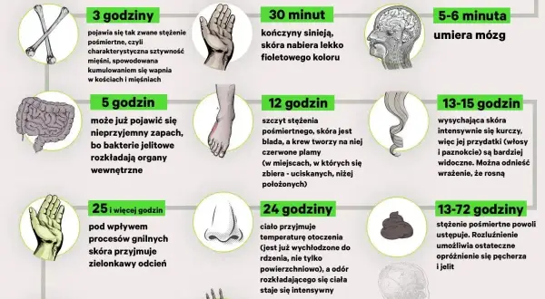 Grafika przedstawia etapy rozkładu ciała po śmierci, od pierwszych minut do miesięcy. Sekcja zwłok jest tu ukazana w sposób naukowy.