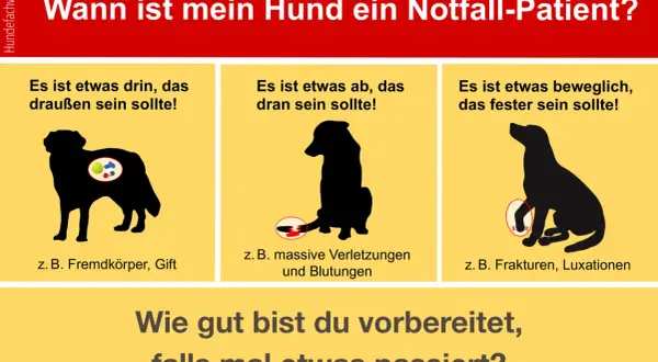 Hund mit dicken Backen, der etwas verschluckt hat. Daneben Hunde mit Verletzungen und Frakturen.