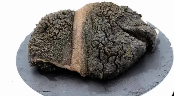 Ein roher Rinderpansen mit seiner charakteristischen, wabenartigen Struktur liegt auf einem dunklen Stein.