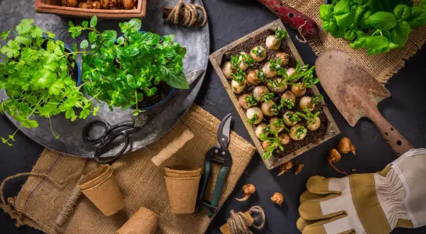 Germogli di bulbi e piantine verdi, pronti per essere trapiantati. Ecco cosa si semina a gennaio per un giardino rigoglioso.