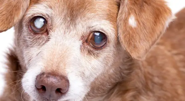 Ein älterer Hund mit grauem Star im Auge blickt sanft in die Kamera.