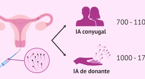 IA conyugal: 700-1100€. IA donante: 1000-1700€. Descubre cuanto cuesta una inseminación artificial en España.
